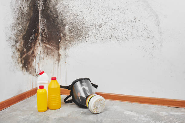 Best Mold Remediation for Specific Building Types in Tampa, FL
