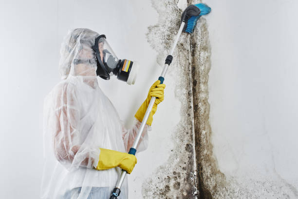 Best Residential Mold Remediation in Tampa, FL