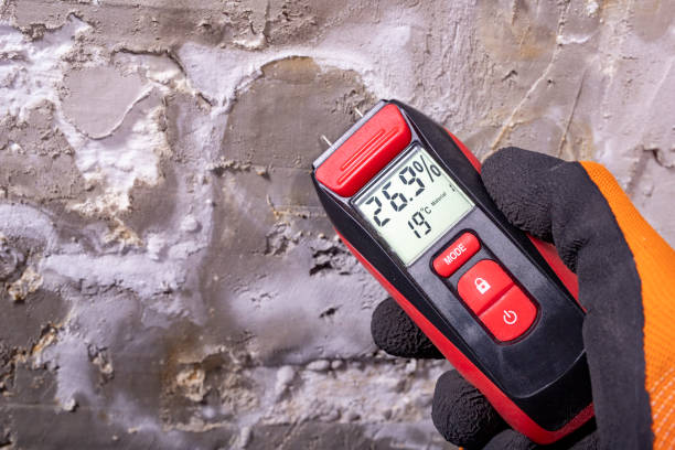 Best Black Mold Remediation in Tampa, FL