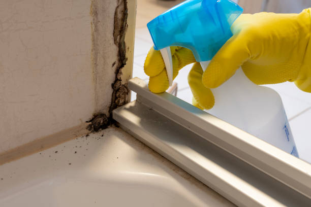 Best Post-Flood Mold Remediation in Tampa, FL