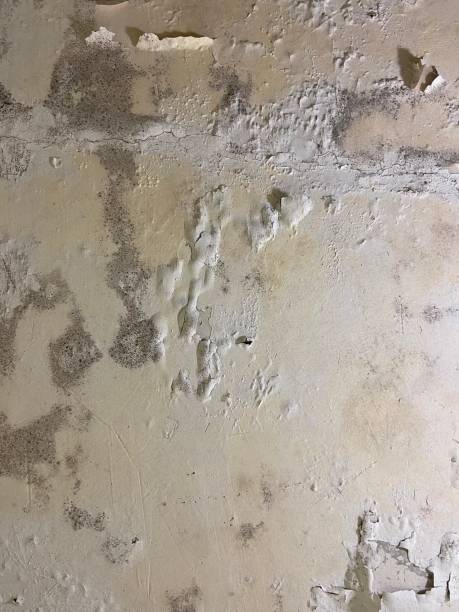 Trusted Tampa, FL Mold Remediation Experts