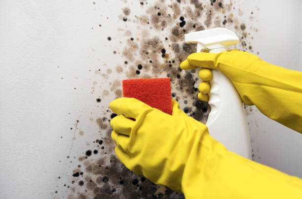Best Crawl Space Mold Remediation in Tampa, FL