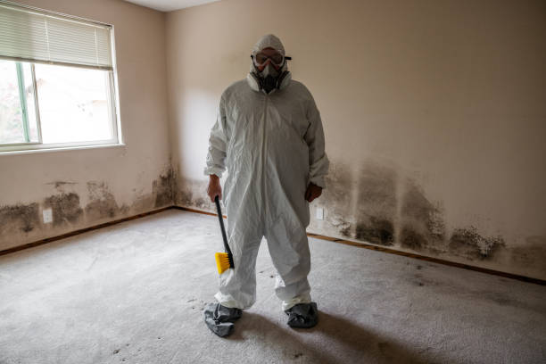 Best Residential Mold Remediation in Tampa, FL