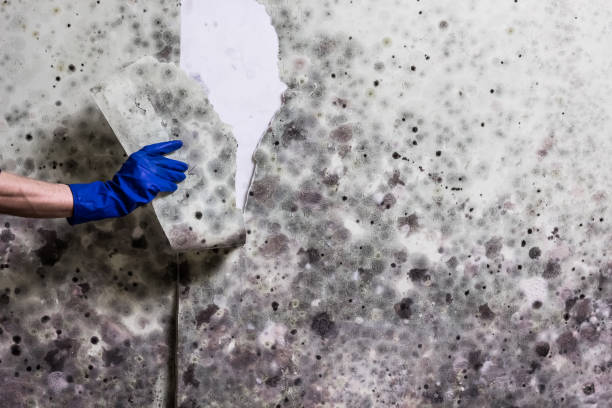 Best Emergency Mold Remediation in Tampa, FL